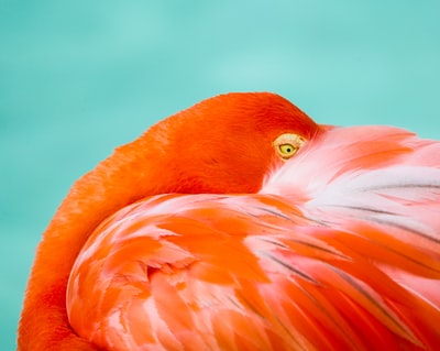 白天水中的粉红色火烈鸟